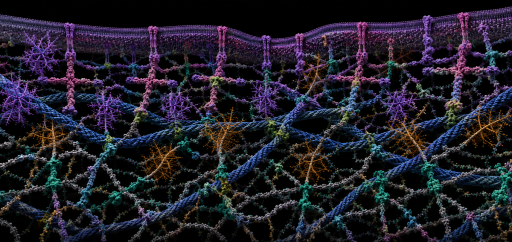 Laminins: When Biology Makes Me Stop and Wonder Post 6 Laminins Ecm 1200x600 1024x485
